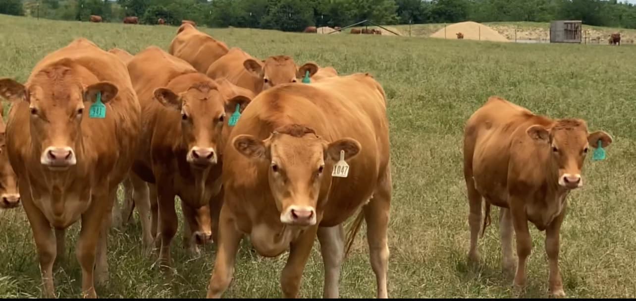 13 Head Akaushi Cows & Heifers